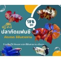 ราคา สุ่มปลากัดแฟนซีนีโม่ กาแล็กซี คอปเปอร์ มาเบิล ฮาฟมูน ผู้ เมีย มีรับประกัน100 (24034338017)