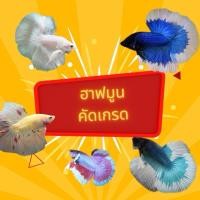 ราคา สวยปลากัดแฟนซี ฮาฟมูน สีเดี่ยว ผู้ คัดเกรด รับประกันความสวย มีรับประกัน100 (28208630942)