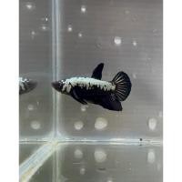 ราคา สวยปลากัดแบล็คซามูไร สวยเกร็ดแน่น ผู้ เมีย มีรับประกัน 100 (29609019777)