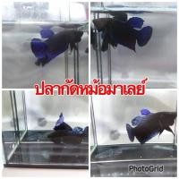 ราคา สวยปลากัดมาเลย์ ลูกร้อย สวยดุ เขี้ยวคม ผิวแน่น สายกัด เครื่องครบ มีรับประกันสินค้า100 (29158636024)