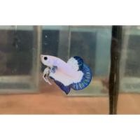 ราคา สวยปลากัดสายมาเบิล ผู้ เมีย มีรับประกัน 100 (27659073873)