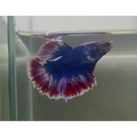 ราคา สวยปลากัดฮาฟมูน ธงชาติ ผู้ รับประกันความสวย มีรับประกัน100 (26959029581)