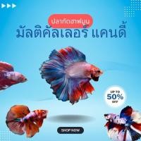 ราคา สวยปลากัดแฟนซี ฮาฟมูน คัดเกรด สีมัลติคัลเลอร์ แคนดี้ ผู้ รับประกันความสวย มีรับประกัน100 (25685304072)