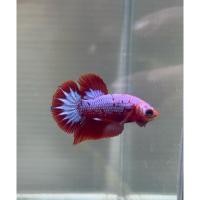 ราคา สวยปลากัดstar tail แดงหางดาว ผู้ เมีย มีรับประกัน 100 (24185309356)