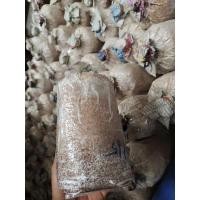 ราคา ก้อนเชื้อเห็ดกระด้าง เห็ดบด เห็ดลม (16163853845)