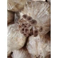 ราคา ก้อนเชื้อเห็ดนางรมดำขนาดทดลอง 3 ก้อน50บาท (10335369024)