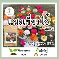ราคา เมล็ดพันธุ์ แพรเซี่ยงไฮ้คละสี 3 000 เมล็ด เมล็ดพันธุ์OPแท้ อัตราการงอกสูง (16177207755)