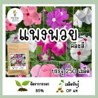 ราคา เมล็ดพันธุ์ แพงพวย คละสี Cayenne Jasmine บรรจุ 250 เมล็ด พันธุ์OPแท้ อัตราการงอกสูง (21952404105)