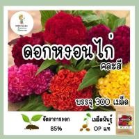 ราคา เมล็ดพันธุ์ หงอนไก่ คละสี 300เมล็ด (17404652668)