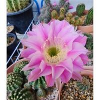ราคา Echinopsis Hybrid Angel อิชินอปซิส ไฮบริด แองเจิ้ล ดอกสีชมพู ขายหน่อเด็ดสด ถอดราก (18879456015)