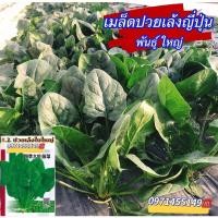 ราคา เมล็ดปวยเล้ง ปวยเล้งญี่ปุ่น พันธุ์ ใบใหญ่ บรรจุ400เมล็ด สายพันธุ์ OP (15444909662)