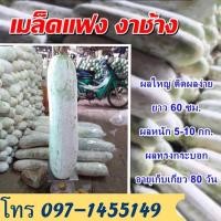 ราคา แฟงบางระจัน เมล็ดแฟงบางระจัน แฟงงาช้างบรรจุ50 100เมล็ด (8657142072)