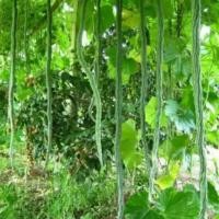 ราคา เมล็ดบวบงูบวบงูเมล็ดบวบงูอ่อนเมล็ดพันธุ์ (11901404087)