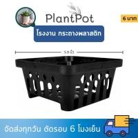 ราคา กระถาง กระถางกล้วยไม้ กระถางแขวน สี่เหลี่ยม 6 นิ้ว Bundle 50 ใบ (28910434179)