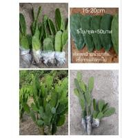 ราคา โอพันเทีย opuntia กระบองเพชร ใบเสมา หูกระต่าย มิกกี้เม้า กระบองเพชรใบเสมา มีรากทุกต้น cactus สวนเราเองค่ะ (8161317472)