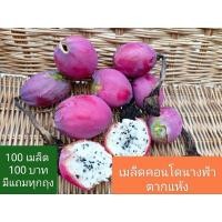ราคา เมล็ดคอนโดนางฟ้ายักษ์ 100 เมล็ด 100 บาท กระบองเพชรปราสาทนางฟ้า กระบองเพชรยักษ์ Cereus peruvianus (13894839397)