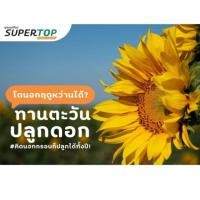 ราคา เมล็ดดอกทานตะวัน ปลูกดอกสวยงาม เก็บผลผลิตได้ พ่อแม่พันธุ์ดอกทานตะวัน พันธุ์แปซิฟิกอะควอร่า 6 ของแท้ (23131251526)
