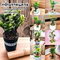 ราคา กวักมรกตแคระZzamifoliaDwarf ต้นไม้จริง กวักมรกตแคระเขียว ฟอร์มสวยทุกต้น มี 10 17 กิ่ง (24983459785)