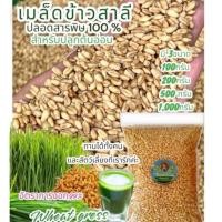 ราคา เมล็ดข้าวสาลีสำหรับเพาะงอก คั้นน้ำ Wheatglass สายพันธุ์ฝ่าง ปลอดสาร (7580826239)