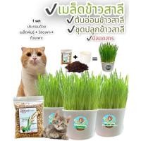 ราคา ค้นอ่อนข้าวสาลี เมล็ดข้าวสาลี หญ้าแมว ปลอดสาร มีวิธีเพาะให้ ทานได้ทั้งคนและสัตว์เลี้ยงที่เรารัก ขนาด 260 cc (22406494829)