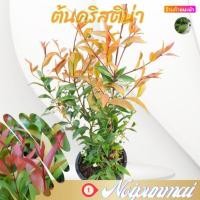 ราคา ต้น คริสติน่า กระถาง 6 นิ้ว ส่งพร้อมกระถาง ขั้นต่ำ 2 ต้น (6458390483)