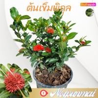 ราคา ต้นเข็มพิกุล เข็มรั้ว กระถาง 6 นิ้ว ส่งพร้อมกระถาง (18385460286)