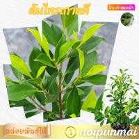 ราคา ต้นไทรเกาหลีทำรั้ว กระถาง 6 นิ้ว ส่งพร้อมกระถาง (29907203519)