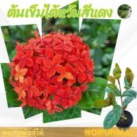 ราคา ต้นเข็มไต้หวันดอกสีแดง กระถาง 3 นิ้ว ส่งพร้อมกระถาง กระถางจิ๋ว (27970043162)