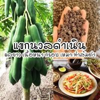 ราคา ติดตามลด 20 เมล็ดมะละกอแขกนวลดำเนิน พันธุ์เตี้ย ลูกดก เมล็ดใหม่คัดพิเศษ (15585021978)