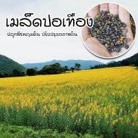 ราคา ติดตามลด 20 เมล็ดปอเทือง ปลูกคลุมดิน ช่วยปรับสภาพหน้าดิน เมล็ดใหม่อัตรางอกสูง (20720536792)