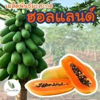 ราคา ติดตามลด 20 เมล็ดมะละกอฮอลแลนด์ ผลดก นิยมทานสุก รสหวาน เมล็ดใหม่คัดพิเศษ (17575337108)