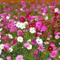 ราคา ติดตามลด 20 เมล็ดดาวกระจายฝรั่งต้นเตี้ย คละสี ดอกคอสมอส Cosmos Flower (20580244046)