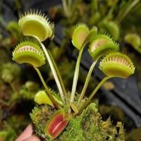 ราคา บอนสี เสือพราน ไม้กินแมลง กาบหอยแครงปากแดง Venus flytrap 50 seeds Funny Balcony Garden Plants เมล็ดกาบหอยแครง แดง (11570687286)