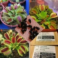 ราคา เมล็ดฟลายแทร็บ กินแมลง กินยุง ของแท้ พร้อมส่ง 30 Seeds ไม้กินแมลง กาบหอยแครงปากแดง Venus flytrap ไม้ประดับ บอนไซ (11672225380)
