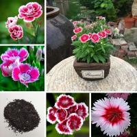 ราคา บอนสีสวยๆ 200 เมล็ด เมล็ดพันธุ์ ดอกผีเสื้อ Dianthus Flower Seeds บอนสีหายาก เมล็ดพันธุ์ เป็นไม้พุ่ม ดอกสีสันสวยงาม (15404755795)