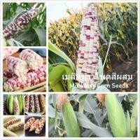 ราคา เมล็ดข้าวโพดเทียนรวม เมล็ดพันธุ์แท้ 20 เมล็ด Variegated Mix Waxy Corn Seeds ธัญพืช เมล็ดพันธุ์พืช ข้าวโพดข้าวเหนียว (15210023937)