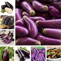 ราคา 200 แคปซูล เมล็ดพันธุ์มะเขือยาวสีม่วง Eggplant Seeds เมล็ดพันธุ์ plants เมล็ดพันธุ์ผัก ผักสด ผักอร่อย เมล็ดพันธุ์ผัก (15200327407)