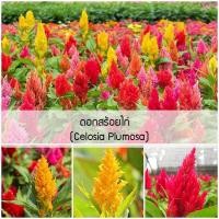 ราคา เมล็ดพันธุ์ ดอกสร้อยไก่ Celosia Plumosa Seed 200 เมล็ด เมล็ดพันธุ์ สร้อยไก่ ต้นดอกไม้สวยๆ เมล็ดดอกไม้ ต้นไม้มงคล (15109531517)