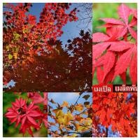 ราคา 50 เมล็ด เมล็ดพันธ์ เมเปิลแดง ญี่ปุ่น Japanese Red Maple Seeds ต้นเมเปิลญี่ปุ่น ก่วมแดง ต้นเมเปิล Maple ใบเมเปิล สีแดง (15104754573)
