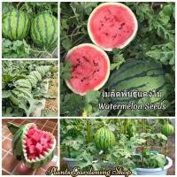ราคา เมล็ดพันธุ์ แตงโม Super Sweet Watermelon Seeds Bonsai Fruit Seeds พันธุ์ไม้ผล ต้นผลไม้ แต่ละแพ็คมี 20 เมล็ด (15010024904)