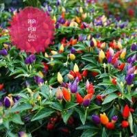 ราคา บอนสี เมล็ดพันธุ์พริกมงคล7สี พริกเรียกทรัพย์สีรุ้ง Ornamental Pepper seeds บรรจุ contain 100 เมล็ด seeds เมล็ดพันธุ์ผัก (14900152507)