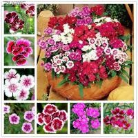 ราคา บอนสี บอนสีสวยๆ 200เมล็ด เมล็ดพันธุ์ ดอกผีเสื้อ Dianthus Flower Seeds บอนสีหายาก เมล็ดพันธุ์ เป็นไม้พุ่ม ดอกสีสันสวยงาม (14704756528)
