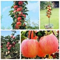 ราคา เมล็ดพันธุ์ แอปเปิ้ล 50เมล็ด Apple Seeds Bonsai Tree Real plants เมล็ดบอนสี เมล็ดพันธุ์ผัก พันธุ์ไม้ผล ต้นไม้ ต้นไม้มงคล (14607663266)