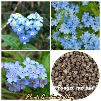 ราคา เมล็ดพันธุ์ อย่าลืมฉัน Forget me not lower seeds 100 เมล็ด เมล็ดพันธุ์แท้ ต้นไม้หายาก ต้นดอกไม้ บอนสีหายาก ต้นไม้มงคล (14509535422)