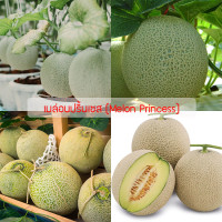 ราคา เมล็ด คุณภาพดี ราคาถูก ของแท้ 100 เมล็ดพันธุ์ เมล่อนปริ้นเซส Melon Princess ปลูกง่าย Hami Melon Seeds Plant Fruit Seed (14500354480)