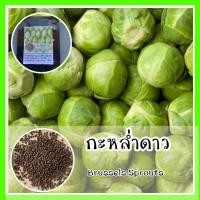 ราคา พร้อมส่ง รหัส เมล็ดพันธุ์ กะหล่ำดาว Brussels Sprouts พันธุ์แท้ เมล็ดกะหล่ำดาว เมล็ดกะหล่ำปลี กะหล่ำดาว เมล็ดพั (14401957763)