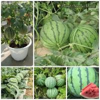 ราคา เมล็ดพันธุ์ แตงโม 20 เมล็ด Watermelon Seeds Bonsai Tree Fruit Seeds ต้นไม้มงคล พันธุ์ไม้ผล ต้นผลไม้ เมล็ดพันธุ์พืช บอนไซ (14004751451)