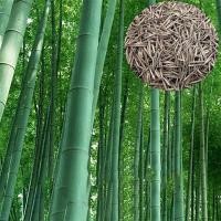 ราคา 50 เมล็ดเมล็ดไผ่ Moso bamboo Phyllostachys Pubescens ไผ่เดี่ยวสารสกัดจากไผ่ไผ่พืชเศรษฐกิจสายพันธุ์ไผ่ถ่านไม้ไผ่ (13848956797)