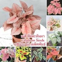 ราคา บอนสี 100เมล็ด Caladium Seed Flower Seed เมล็ดบอนสี บอนสีหายาก ต้นไม้บอลสี ต้นไม้บอลสี พันธุ์ไม้หายาก ราชินีใบไม้ (13843044847)