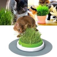 ราคา 50เมล็ด เมล็ด หญ้าแมว Cat Grass Seeds เมล็ดบอนสี บอนสีหายาก เมล็ดดอกไม้ บอนสีสวยๆ ต้นไม้มงคล พันธุ์ดอกไม้ ต้นไม้ฟอกอากาศ (13749830739)